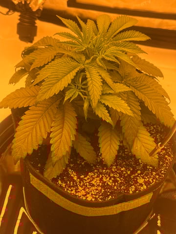 Another hard start! — vegetative, day 21
