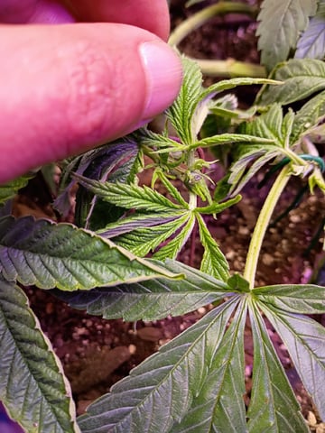 Purple Plum Perfect 💜 & 2 Grape Runtz 🍇 Mainlining garden.  — vegetative, day 118