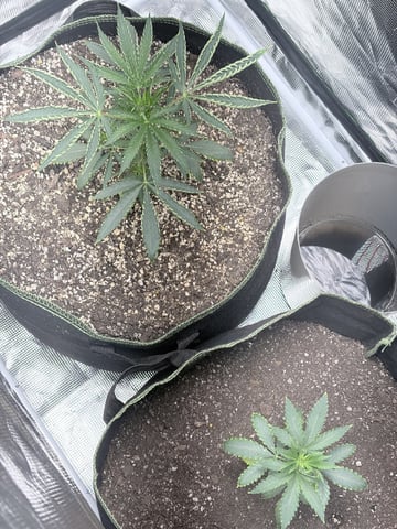 New LADIEZZ — vegetative, day 32