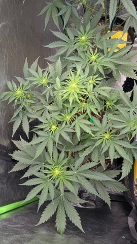 Mixed Grow — grow_setup, day 56