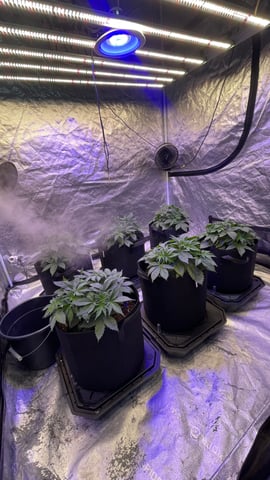 1st Ever Grow (GodFather OG) (Coco) — vegetative, day 33