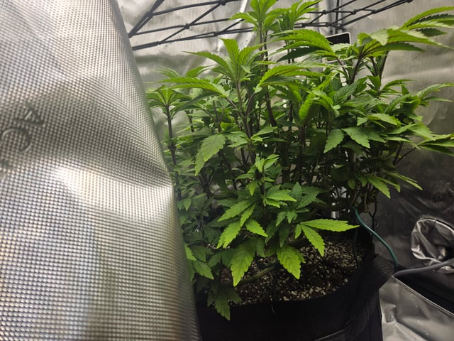 First Grow — vegetative, day 29