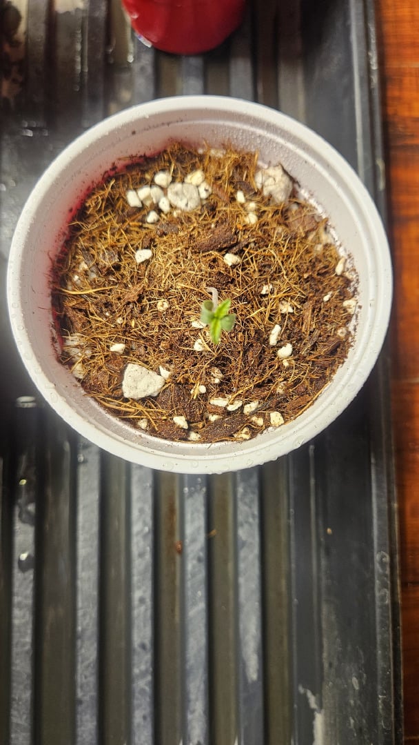 Seed To Harvest #1 4×4