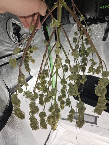 Gorilla Z auto — harvest, day 99