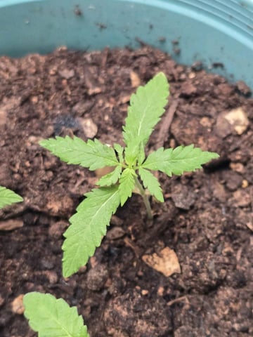 new start — vegetative, day 19