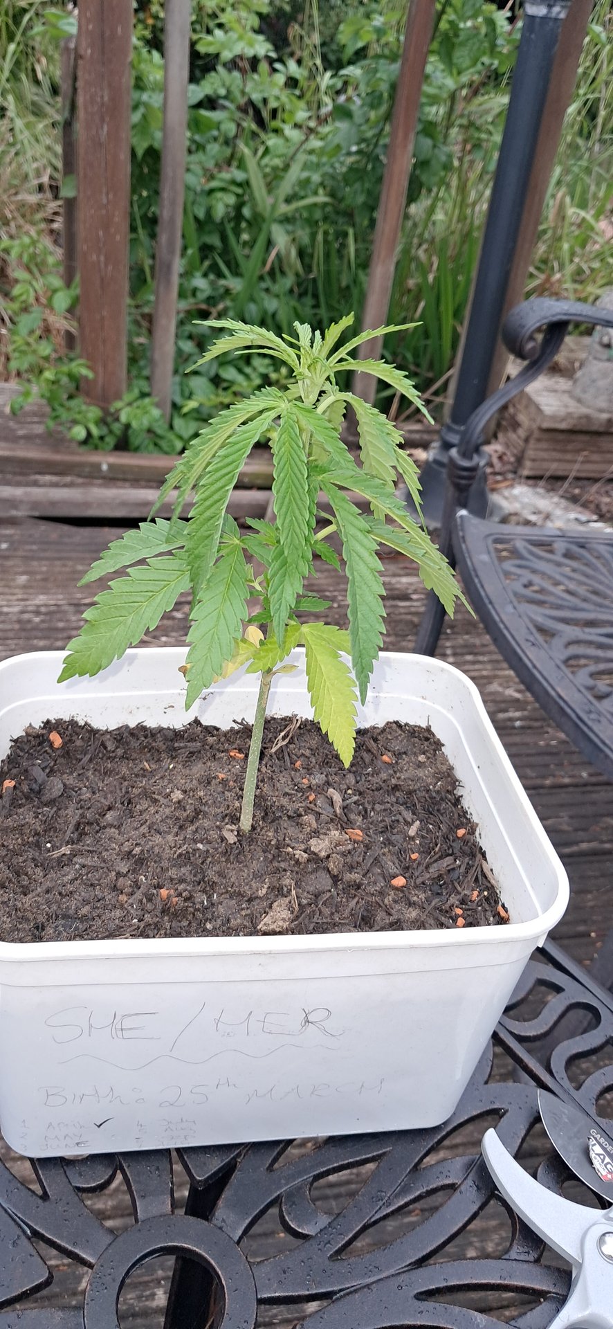 1st grow (green house)(natural)