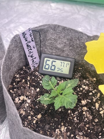 s1 Jokerz — vegetative, day 15