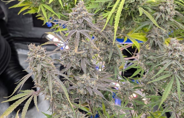 Perpetual Autoflower Mixed Grow #3 — flower, day 83