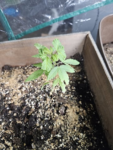 Blue Jamacian (Jess) — vegetative, day 56