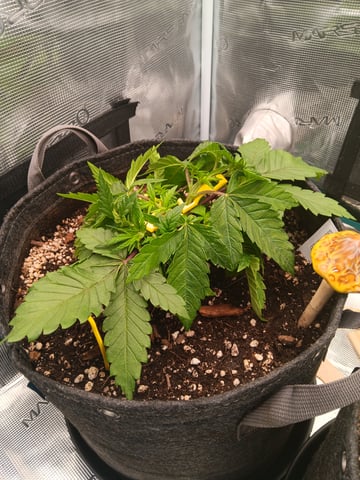 HP CC — vegetative, day 34