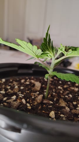 Black Hole Berry — seedling_rooting, day 18