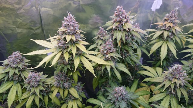 Closet grow  — flower, day 100