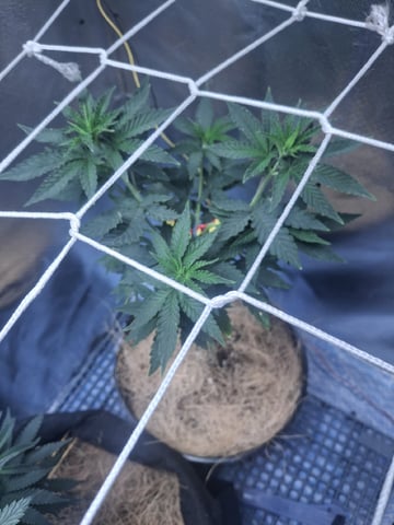1st Grow - ROYAL MOBY (indoor)(photop.) — vegetative, day 71
