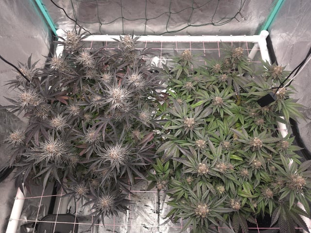 Granny Candy and PLCG — flower, day 133