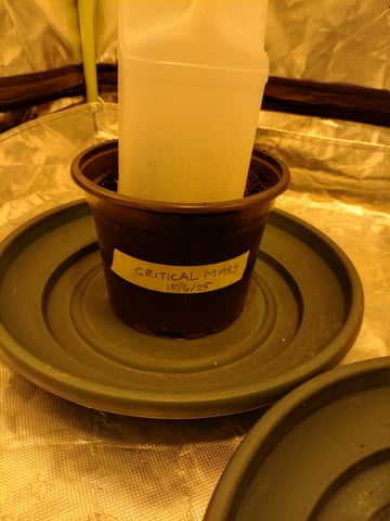 mr — germination, day 1