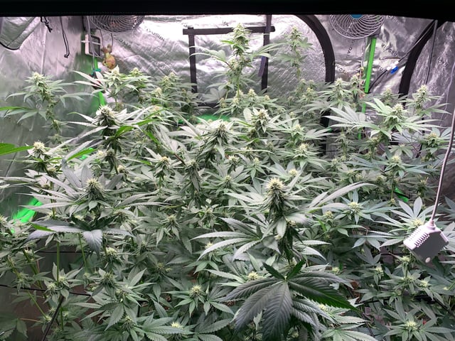 Papaya Frosting  — flower, day 91