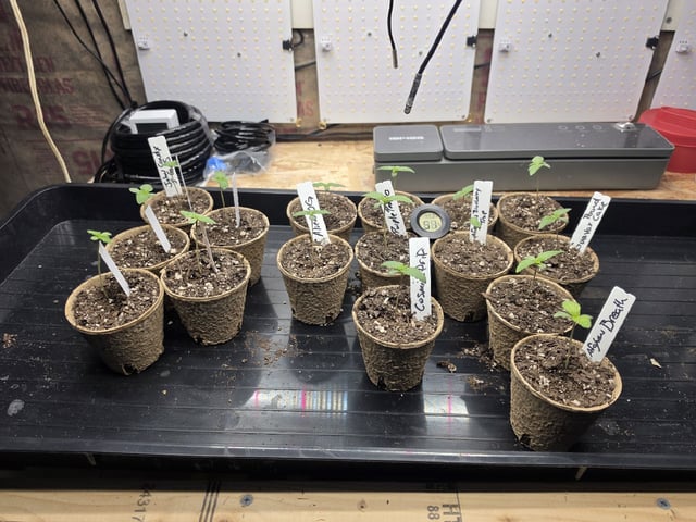 2nd Grow Sesh — vegetative, day 6
