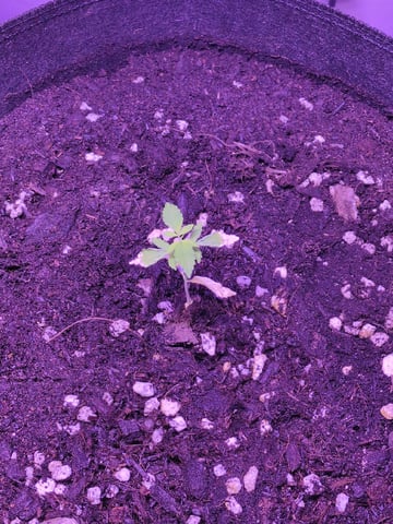 Audrey III — vegetative, day 26