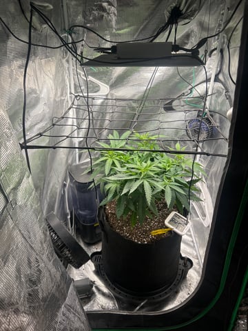 2nd Run — vegetative, day 57