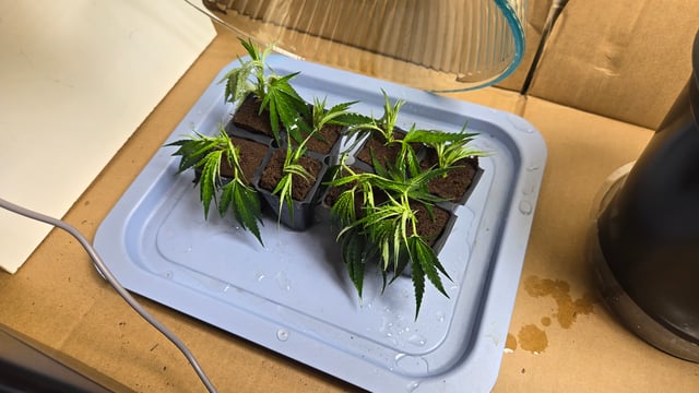 2nd Generation Clones — seedling_rooting, day 1