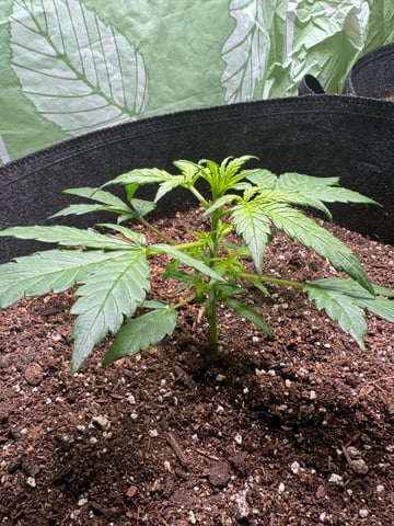 First grow — vegetative, day 28