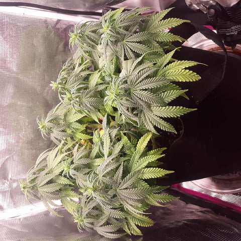 week 1 — flower, day 78