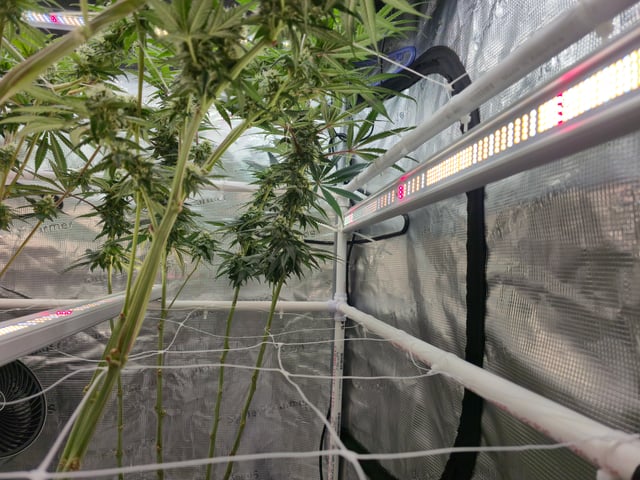 Grow 3 — flower, day 35