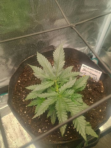 lil Slurry, first grow — vegetative, day 23