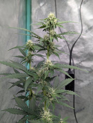 Autos — flower, day 40