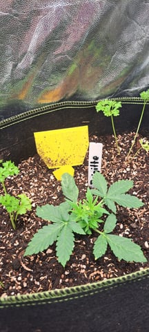 First Grow with the new setup  — vegetative, day 18