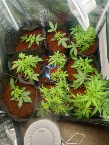  auto mixed pack indoor attempt #1 — vegetative, day 33