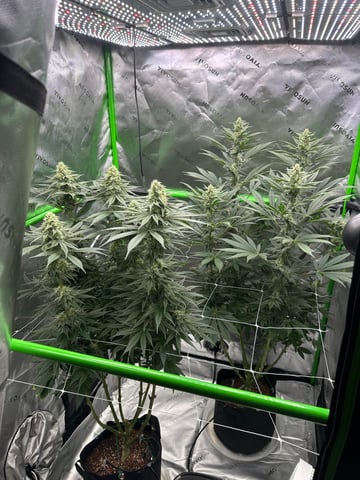 First grow — flower, day 73