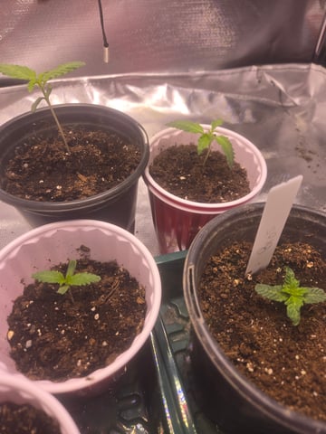 First grow  — seedling_rooting, day 1