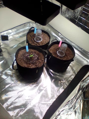 Seedman mix auto & seedman mix auto & GodFather OG — none, day 9