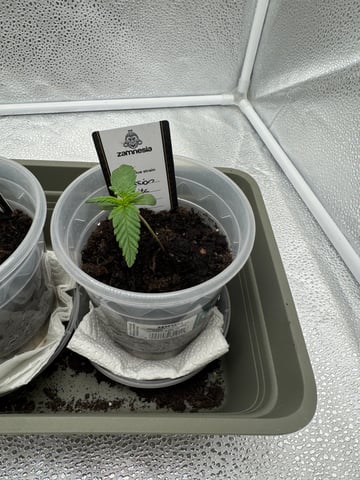 Pineapple Express F1 — vegetative, day 5