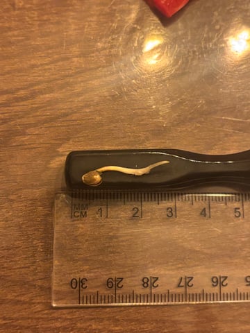 banana x Pink runtz — germination, day 1