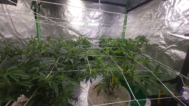 1st grow indoors(cardboard box to 2x2x4 to 5x5x6) — flower, day 83