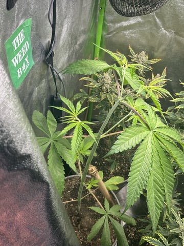 Thai xxl  — flower, day 10