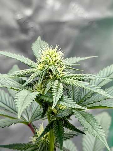 Bluntz Grow — flower, day 22