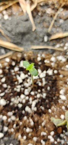 10G's — seedling_rooting, day 2