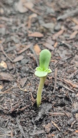 Grow — seedling_rooting, day 1