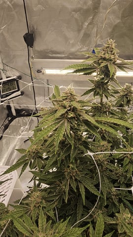 Jelousy Fast(Photo) & Ultra Voilet (Auto) — flower, day 65