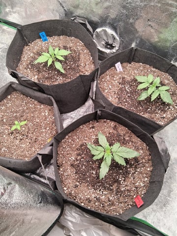 Lemon Cherry Cookies, Purple Haze and Strawberry Gorilla Grows — vegetative, day 123