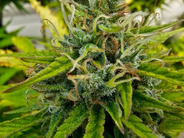 kush mass — flower, day 1