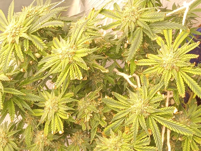 closet grow for veg with a.c infinity air intake fan .With no carbon filter just suction,and spider farmer sf 7000.Then a spider farmer sf tent 4×4×6.5with a G1500 l.e.d from spiderfarmer and spider farmer 6inch clip oscalating fan. — flower, day 65