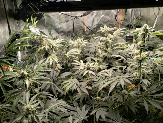 Photo Time📸🕞 — flower, day 91