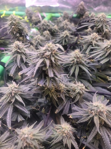 6th Grow — flower, day 71