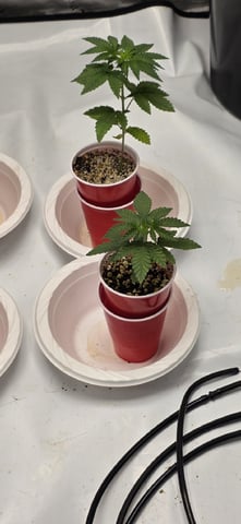 Lime Rian. — vegetative, day 22