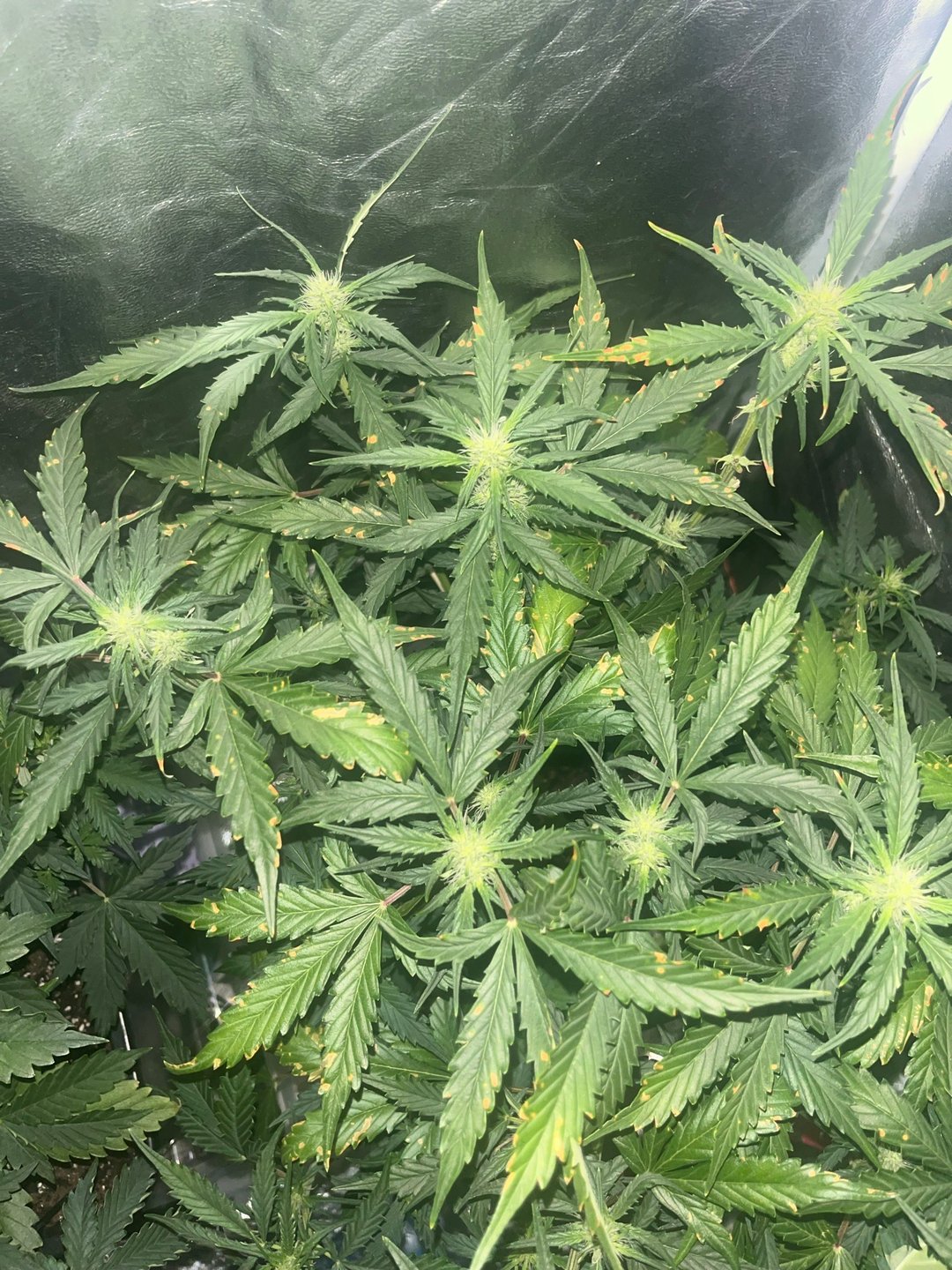 le mon cherry & GMO cookies