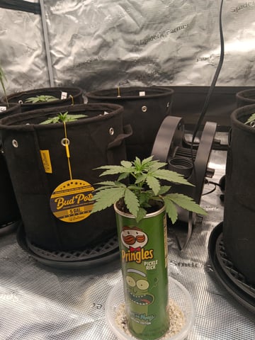 Pickle Rick — vegetative, day 7
